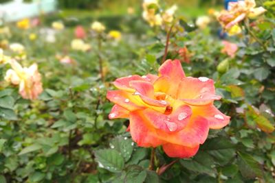 Close-up of pink flower blooming outdoors