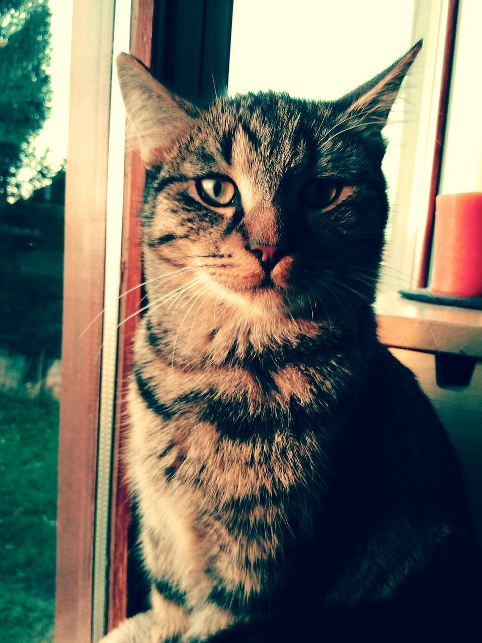 domestic cat, one animal, cat, animal themes, pets, domestic animals, feline, mammal, whisker, window, indoors, portrait, staring, close-up, animal head, sitting, looking away, alertness, animal eye