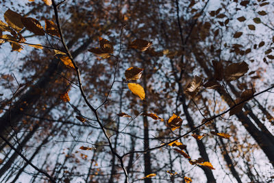 Low angle view of tree against sky during autumn