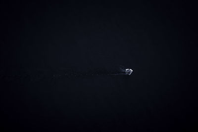 Close-up of swan swimming in water against sky at night