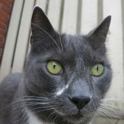 Close-up portrait of cat