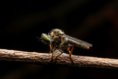 Close-up of insect on twig