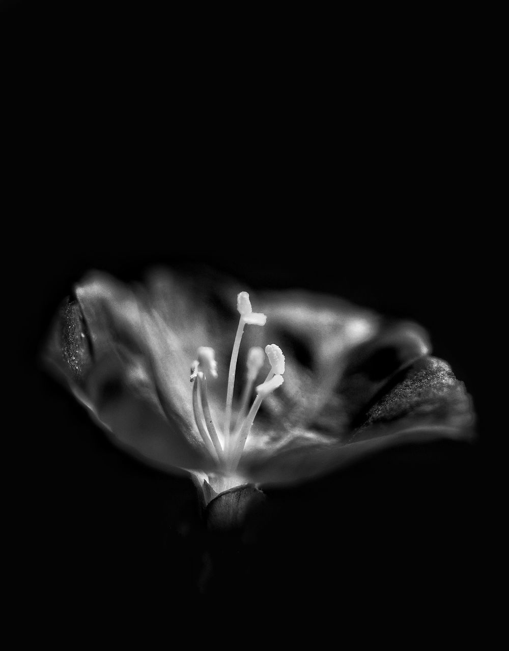 CLOSE-UP OF FLOWER ON BLACK BACKGROUND