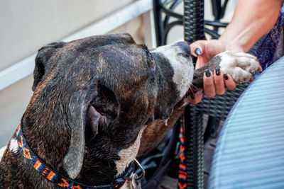 Close-up of man with stafford dog shaking hands 