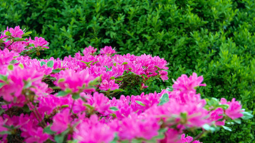 Close-up of pink flowering plants