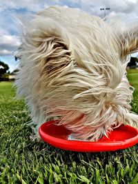 Close-up of dog on grass