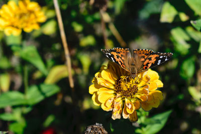 Close-up of butterfly pollinating on yellow flower