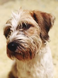 Close-up portrait of dog