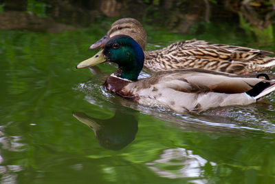 Duck in a lake