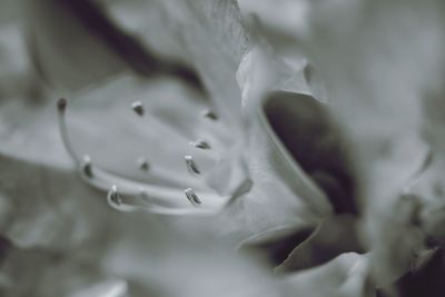 Close-up of flower