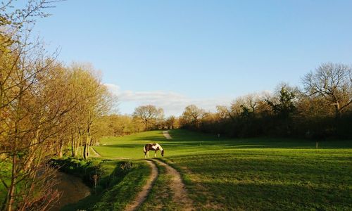 Trees on grassy field