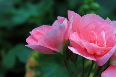 Close-up of pink lotus water lily