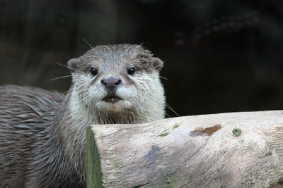 Portrait of an otter - lutra lutra