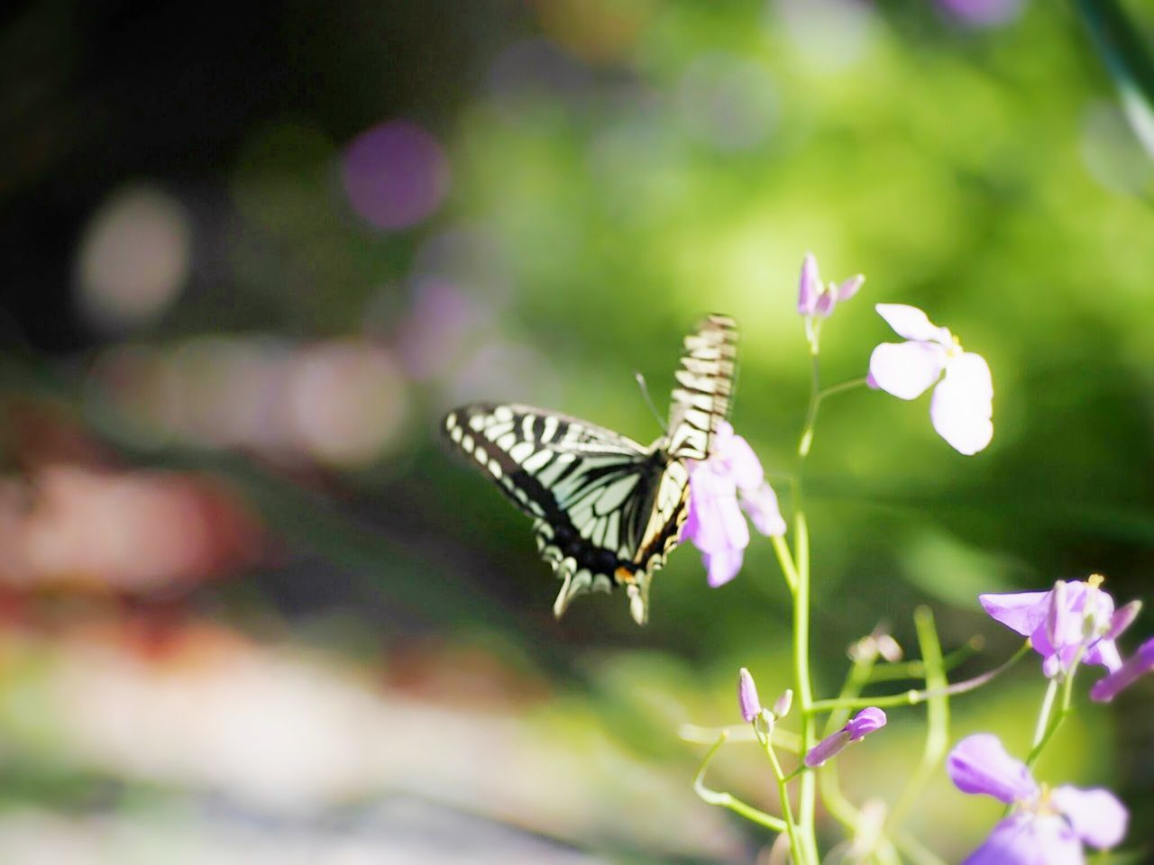 butterfly - insect, one animal, insect, nature, animals in the wild, animal themes, beauty in nature, fragility, butterfly, no people, flower, outdoors, growth, freshness, plant, animal wildlife, focus on foreground, day, close-up, pollination, flower head, spread wings, perching