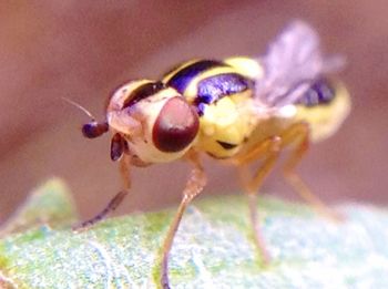 Extreme close up of insect on flower