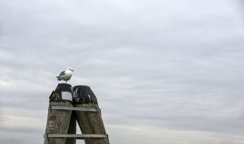 Low angle view of seagull perching on wooden post against sky