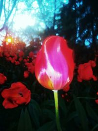 Close-up of red flowers