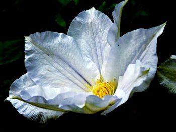 Close-up of white flower blooming against black background