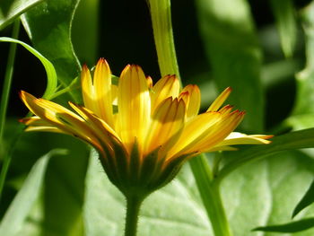 Close-up of yellow flower