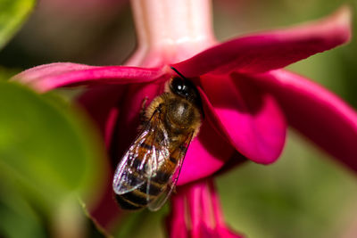 Close-up of bee pollinating flower