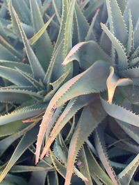 High angle view of succulent plant