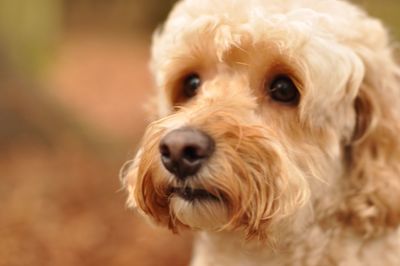 Close-up portrait of dog