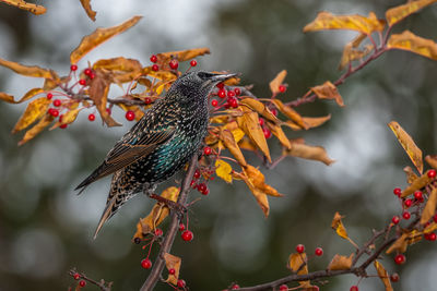 Close-up of bird perching on branch