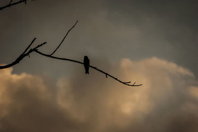 Low angle view of silhouette bird on branch against sky