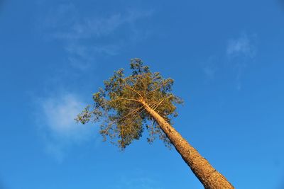 Low angle view of tree against blue sky