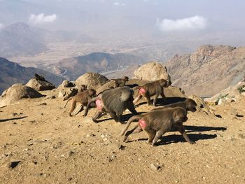 Monkeys walking on mountain