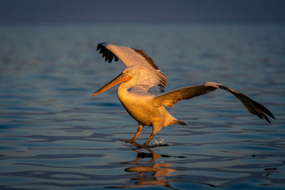 Bird flying over lake