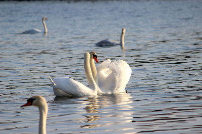 Swans swimming in lake