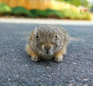 Portrait of an animal on road