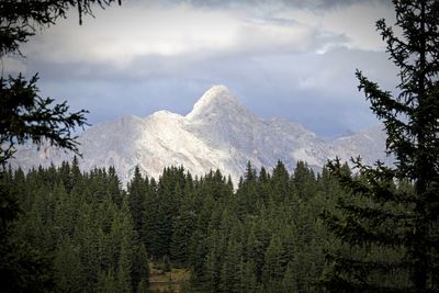 Scenic view of pine trees against sky