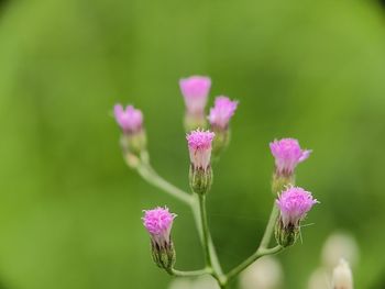 Close-up of pink flowering plant