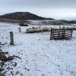 snow