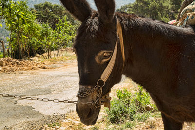 Side view of a donkey