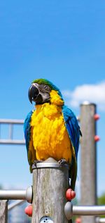 Close-up of parrot perching on wooden post