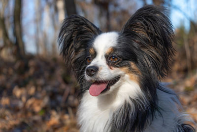 Close-up of dog looking away