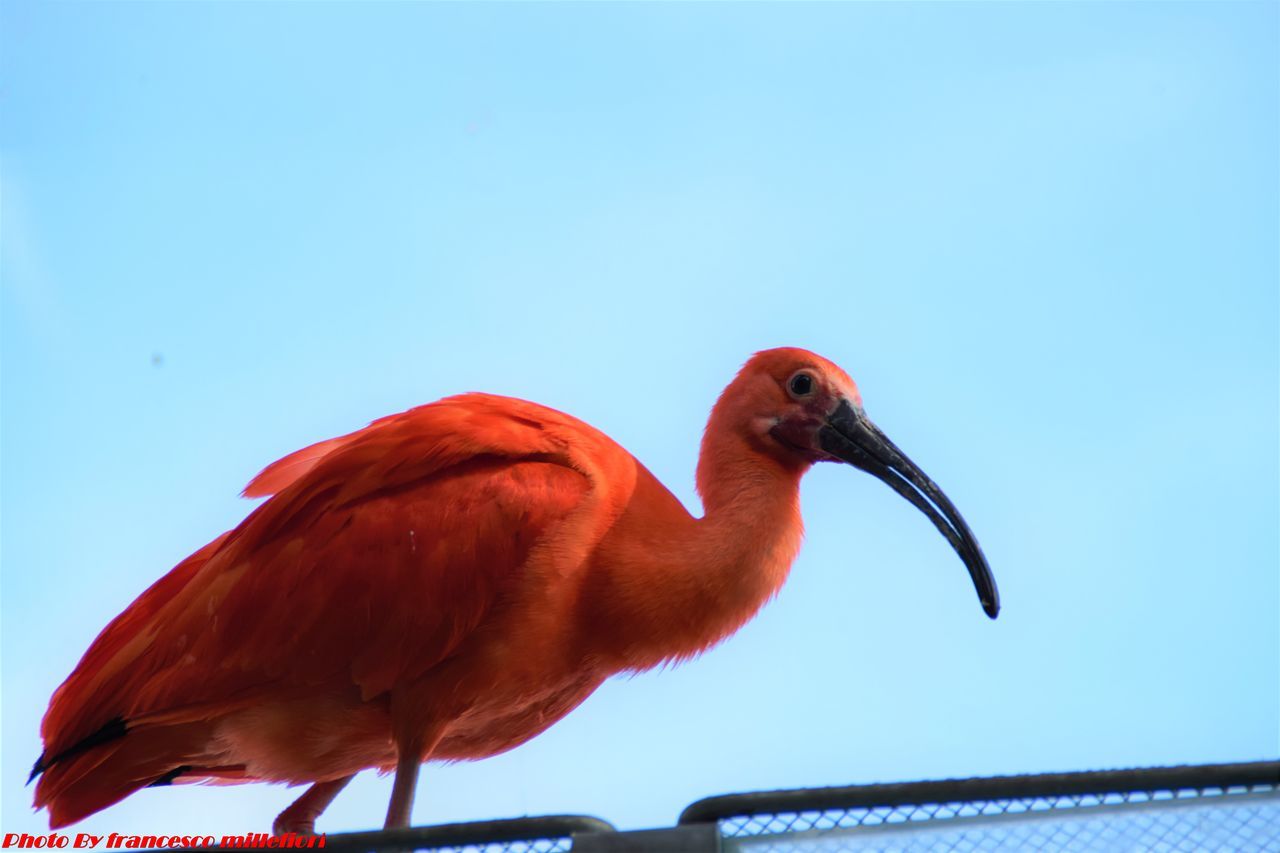 bird, animal themes, animals in the wild, one animal, red, animal wildlife, beak, no people, perching, day, nature, clear sky, close-up, outdoors, sky