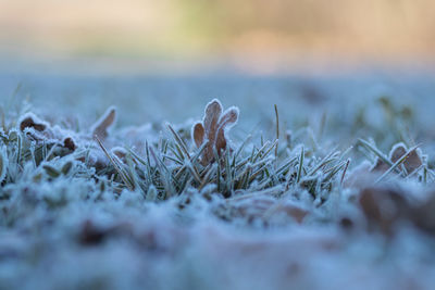 Close-up of frozen plants on land