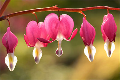 Close-up of pink flowers