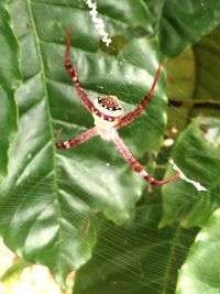 Close-up of spider on plant