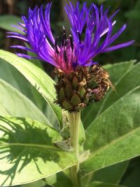 Close-up of purple flowers