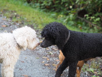 Side view of two dogs on land