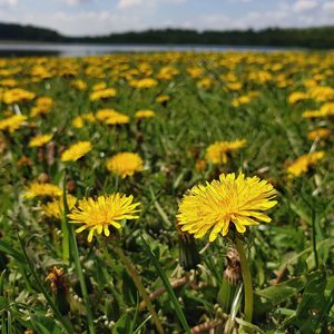 Close-up of yellow flowering plants on field