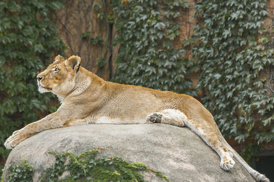 Lioness  on rock