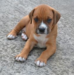 Close-up portrait of puppy sitting