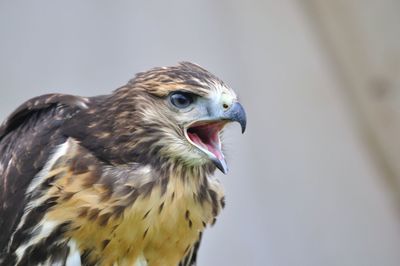 Close-up of owl