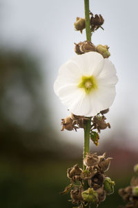 Close-up of white flowers